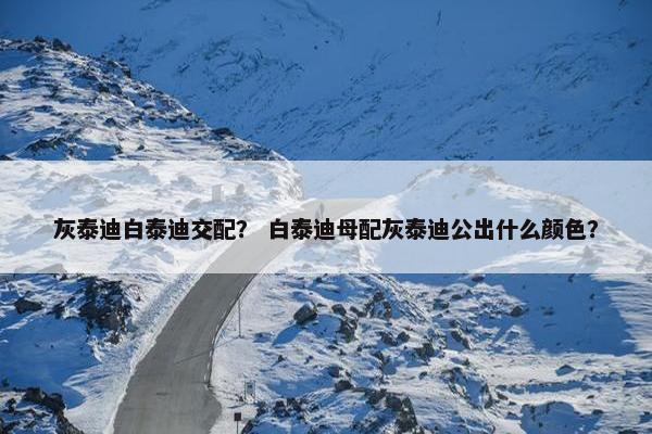 灰泰迪白泰迪交配？ 白泰迪母配灰泰迪公出什么颜色？