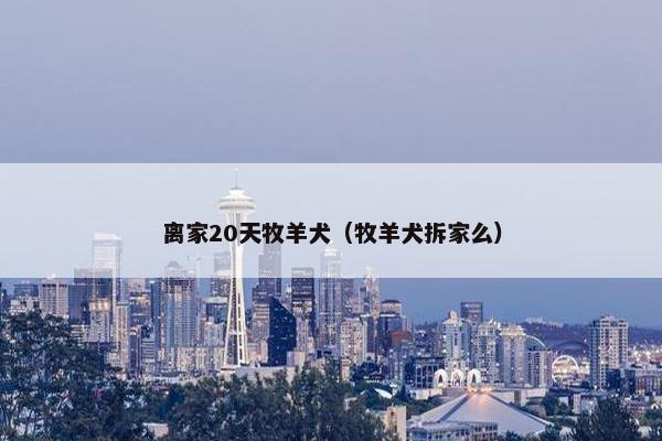 离家20天牧羊犬（牧羊犬拆家么）