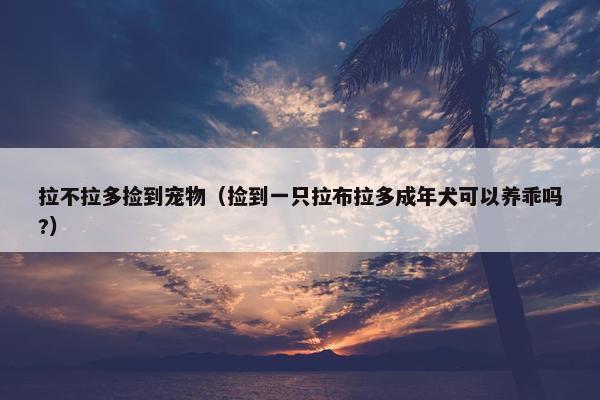 拉不拉多捡到宠物（捡到一只拉布拉多成年犬可以养乖吗?）