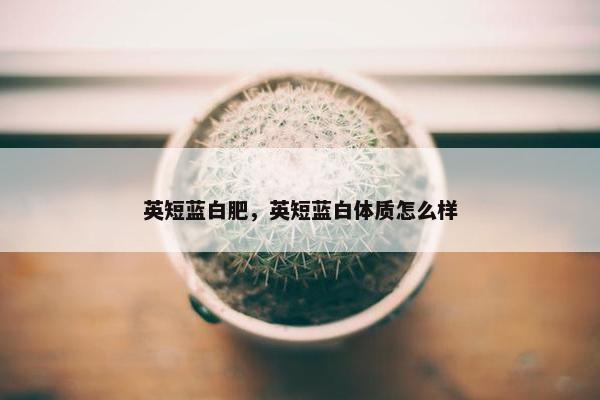 英短蓝白肥，英短蓝白体质怎么样