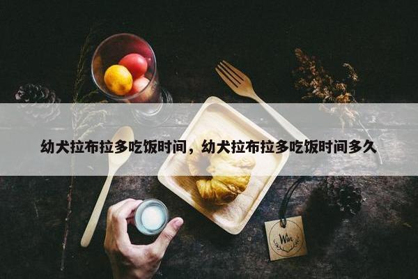 幼犬拉布拉多吃饭时间，幼犬拉布拉多吃饭时间多久