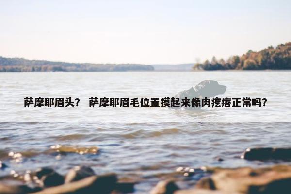 萨摩耶眉头？ 萨摩耶眉毛位置摸起来像肉疙瘩正常吗？