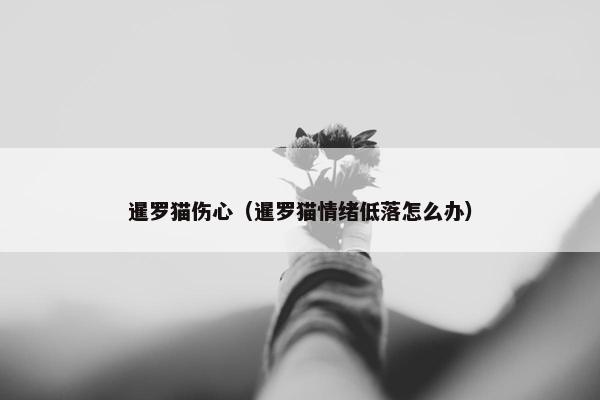 暹罗猫伤心（暹罗猫情绪低落怎么办）