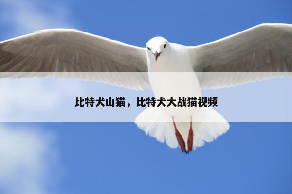 比特犬山猫，比特犬大战猫视频