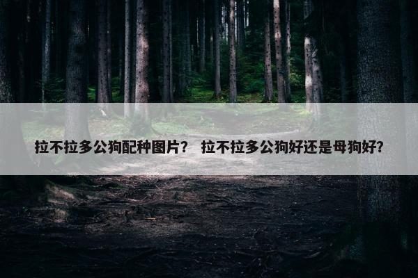 拉不拉多公狗配种图片？ 拉不拉多公狗好还是母狗好？