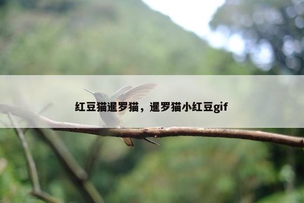 红豆猫暹罗猫，暹罗猫小红豆gif