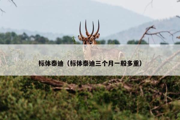 标体泰迪（标体泰迪三个月一般多重）