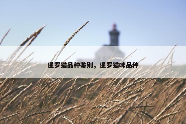 暹罗猫品种鉴别，暹罗猫咪品种