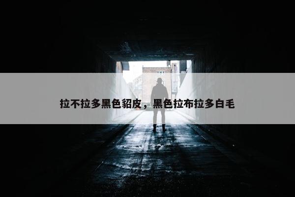 拉不拉多黑色貂皮，黑色拉布拉多白毛