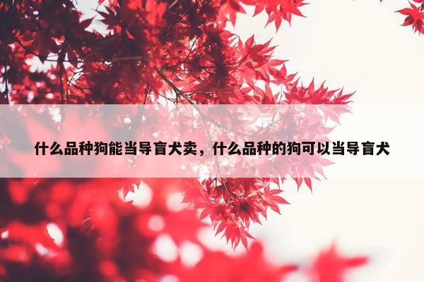 什么品种狗能当导盲犬卖，什么品种的狗可以当导盲犬