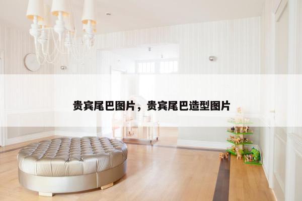 贵宾尾巴图片，贵宾尾巴造型图片
