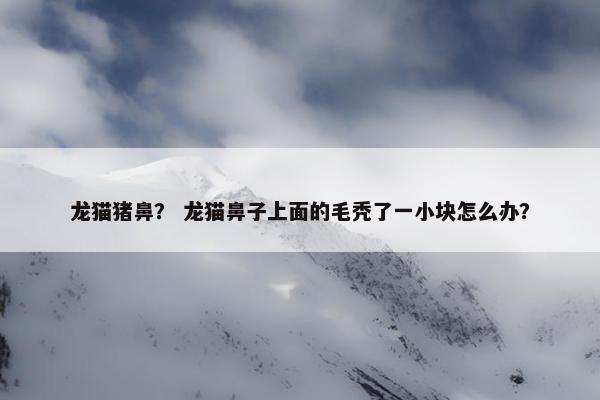 龙猫猪鼻？ 龙猫鼻子上面的毛秃了一小块怎么办？