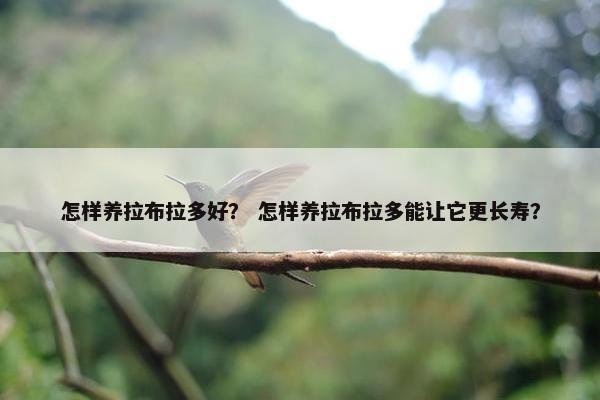 怎样养拉布拉多好？ 怎样养拉布拉多能让它更长寿？