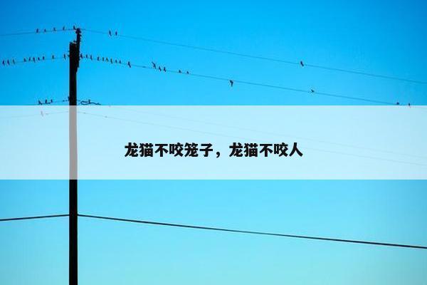 龙猫 第6页