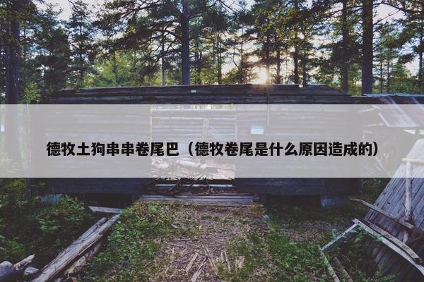德牧土狗串串卷尾巴（德牧卷尾是什么原因造成的）
