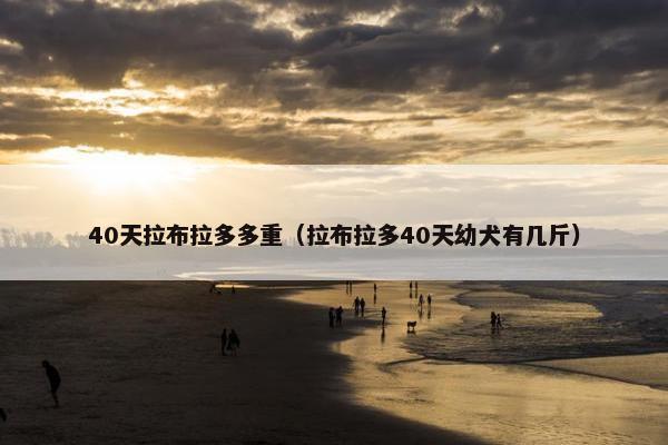 40天拉布拉多多重（拉布拉多40天幼犬有几斤）