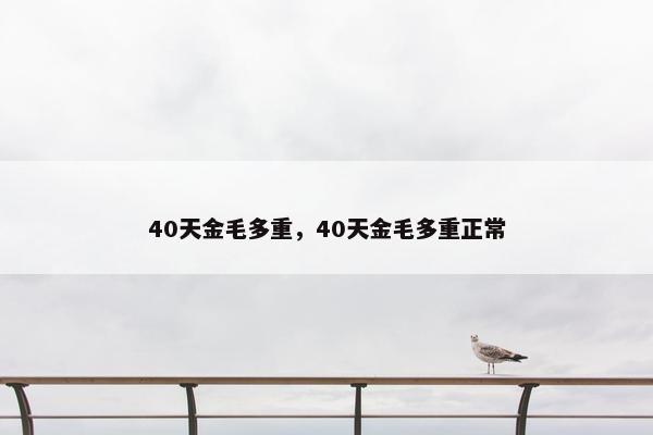 40天金毛多重，40天金毛多重正常