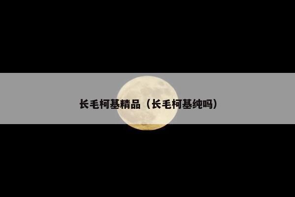 长毛柯基精品（长毛柯基纯吗）