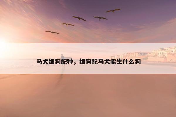 马犬细狗配种，细狗配马犬能生什么狗