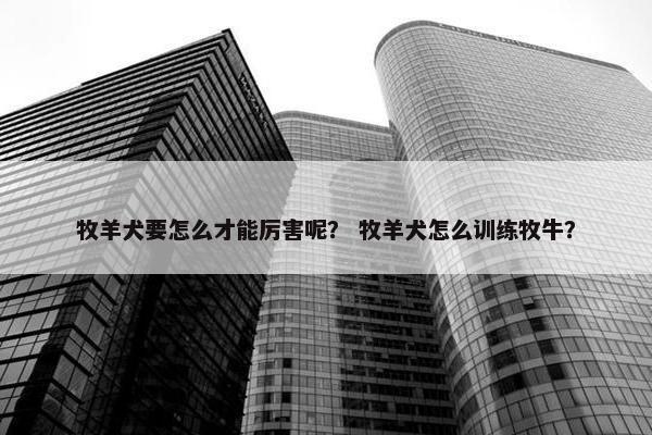 牧羊犬要怎么才能厉害呢？ 牧羊犬怎么训练牧牛？