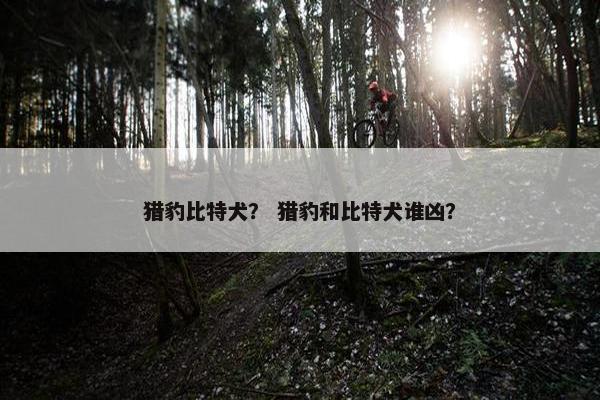 猎豹比特犬？ 猎豹和比特犬谁凶？
