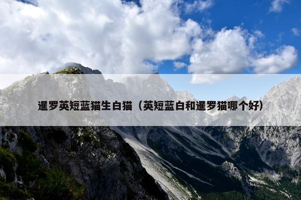 暹罗英短蓝猫生白猫（英短蓝白和暹罗猫哪个好）