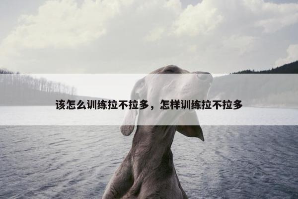 该怎么训练拉不拉多，怎样训练拉不拉多