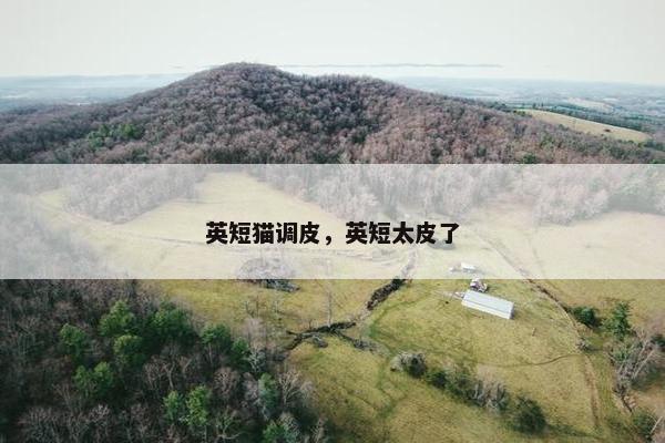 英短猫调皮，英短太皮了