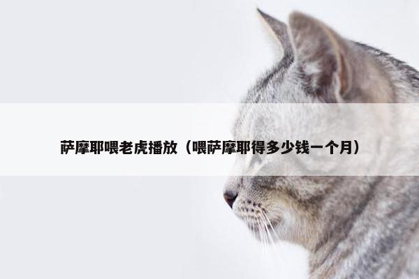 萨摩耶喂老虎播放（喂萨摩耶得多少钱一个月）