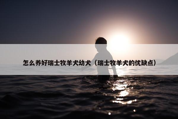 怎么养好瑞士牧羊犬幼犬（瑞士牧羊犬的优缺点）