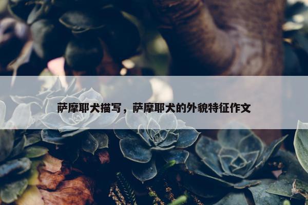 萨摩耶犬描写，萨摩耶犬的外貌特征作文