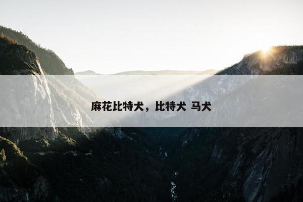 麻花比特犬，比特犬 马犬