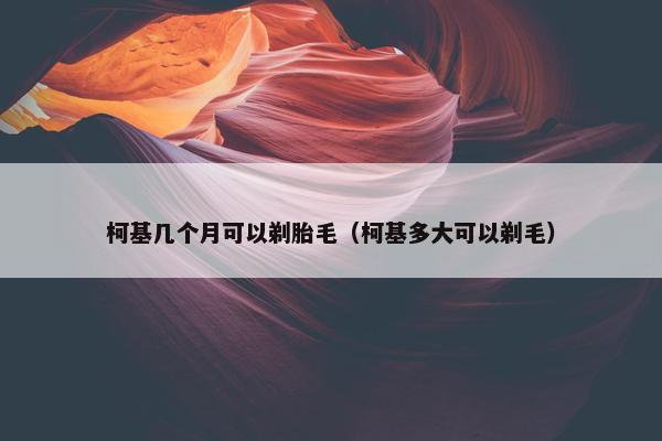 柯基几个月可以剃胎毛（柯基多大可以剃毛）