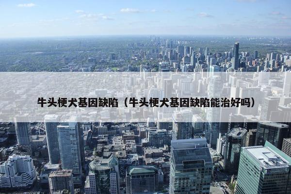 牛头梗犬基因缺陷（牛头梗犬基因缺陷能治好吗）