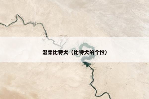温柔比特犬（比特犬的个性）