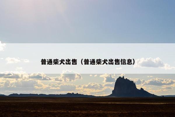 普通柴犬出售（普通柴犬出售信息）