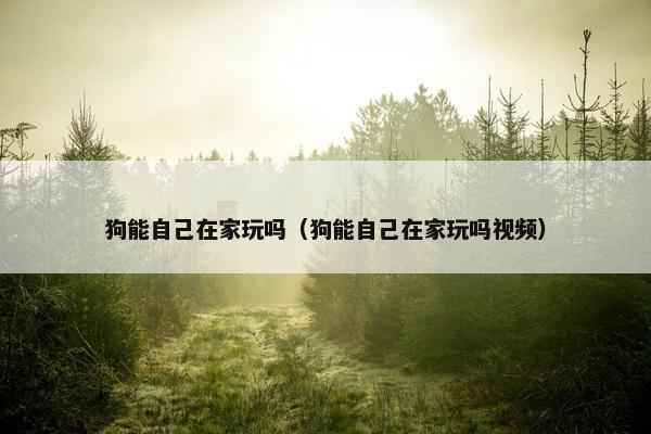 狗能自己在家玩吗（狗能自己在家玩吗视频）