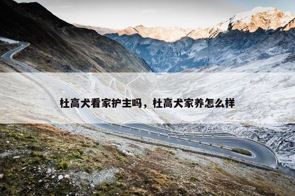 杜高犬看家护主吗，杜高犬家养怎么样