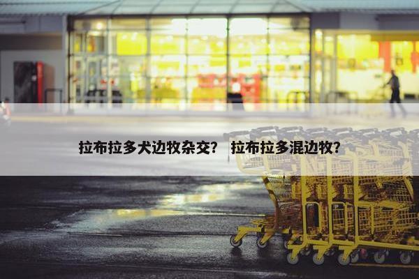 拉布拉多犬边牧杂交？ 拉布拉多混边牧？