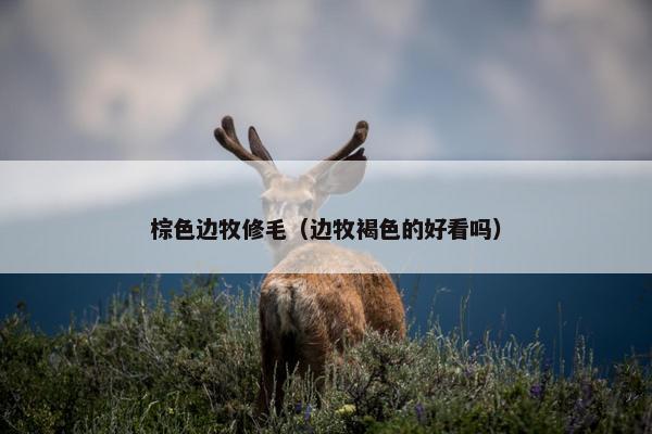 棕色边牧修毛（边牧褐色的好看吗）