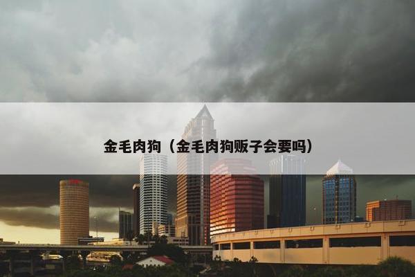 金毛肉狗（金毛肉狗贩子会要吗）
