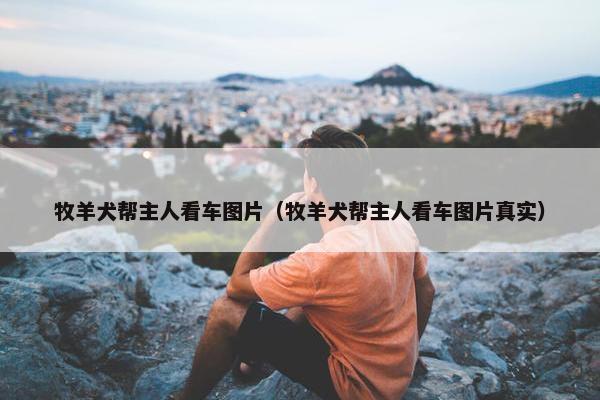 牧羊犬帮主人看车图片（牧羊犬帮主人看车图片真实）