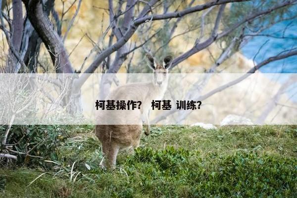 柯基 第5页