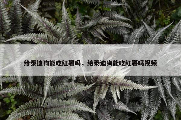 给泰迪狗能吃红薯吗，给泰迪狗能吃红薯吗视频