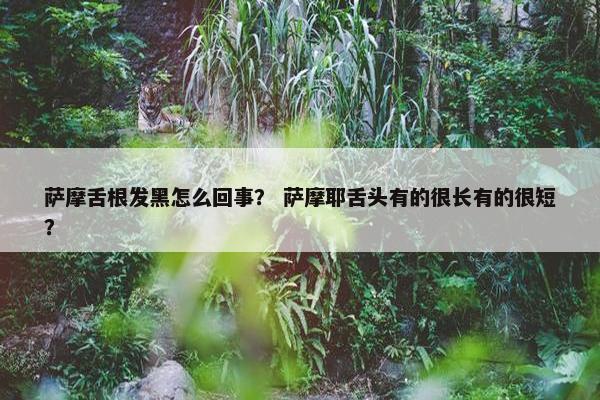 萨摩舌根发黑怎么回事？ 萨摩耶舌头有的很长有的很短？