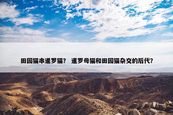 田园猫串暹罗猫？ 暹罗母猫和田园猫杂交的后代？