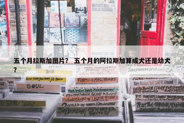 五个月拉斯加图片？ 五个月的阿拉斯加算成犬还是幼犬？