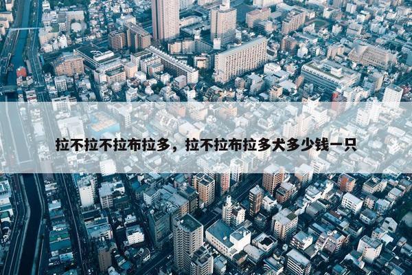 拉不拉不拉布拉多，拉不拉布拉多犬多少钱一只