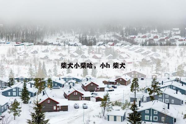 柴犬小柴哈，小h 柴犬