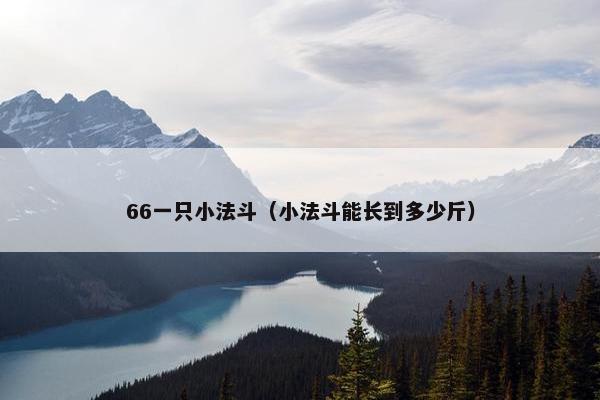 66一只小法斗（小法斗能长到多少斤）